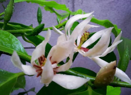 白兰花和黄桷兰的区别，三种办法教你一眼识别