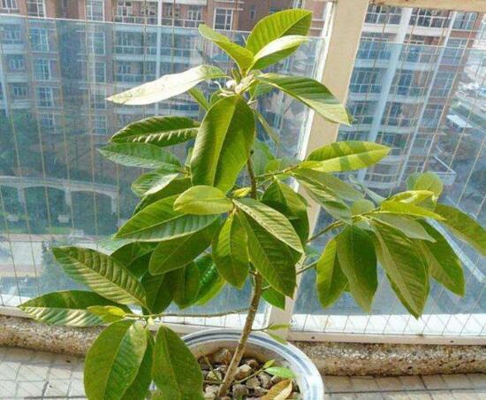 白兰花和黄桷兰的区别，三种办法教你一眼识别