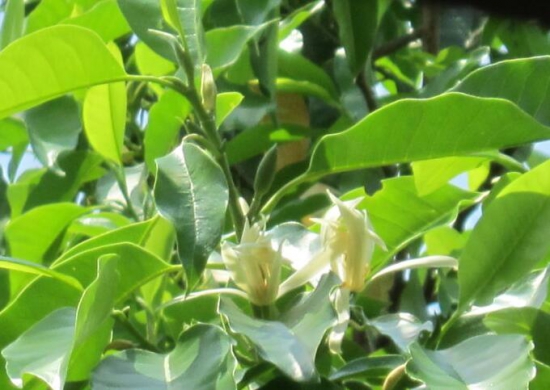 黄桷兰如何施肥，花期前中期都需要薄施勤肥