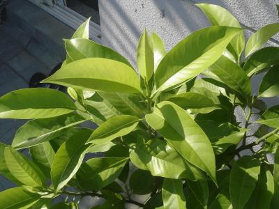 黄桷兰如何施肥，花期前中期都需要薄施勤肥