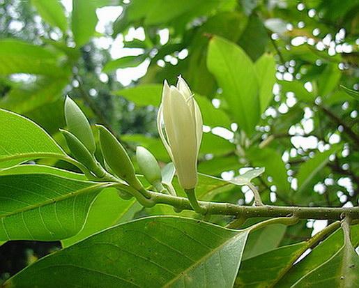 黄桷兰如何施肥，花期前中期都需要薄施勤肥