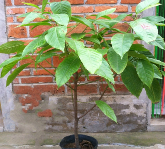 黄桷兰如何施肥，花期前中期都需要薄施勤肥