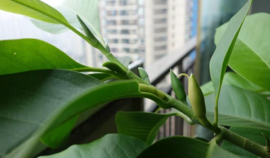 黄桷兰如何施肥，花期前中期都需要薄施勤肥