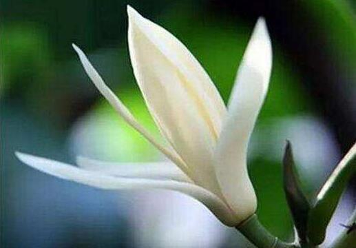 黄桷兰如何施肥，花期前中期都需要薄施勤肥