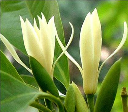 黄桷兰如何繁殖，嫁接/播种/高压法