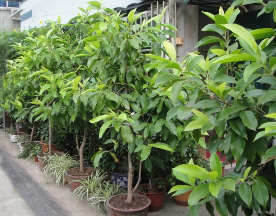 黄桷兰如何繁殖，嫁接/播种/高压法