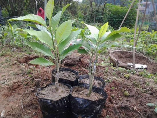 黄桷兰如何繁殖，嫁接/播种/高压法