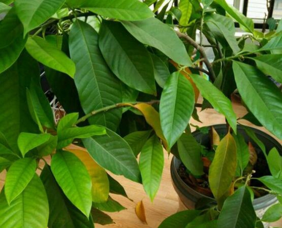 黄桷兰如何繁殖，嫁接/播种/高压法