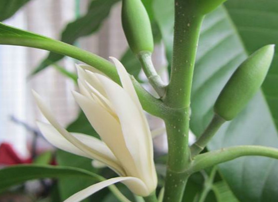 黄桷兰如何繁殖，嫁接/播种/高压法