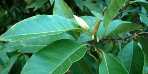 黄桷兰如何繁殖，嫁接/播种/高压法