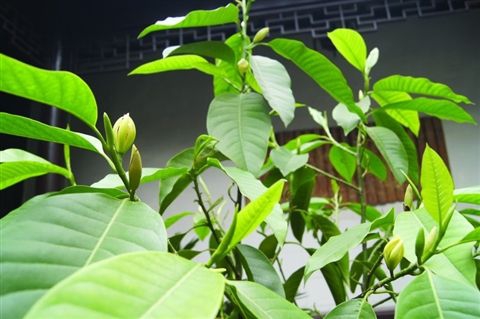 黄桷兰如何修剪，四种办法教你修剪出漂亮的黄桷兰