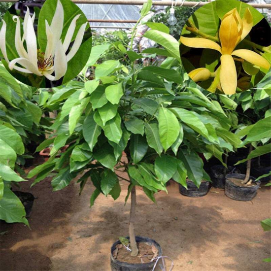 黄桷兰如何修剪，四种办法教你修剪出漂亮的黄桷兰