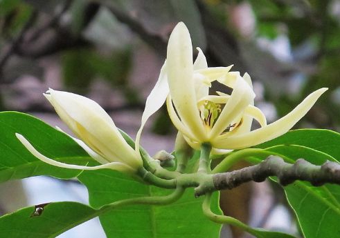 黄桷兰叶子发黄如何办，四个办法教你如何挽回