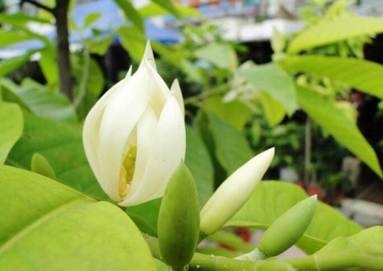 黄桷兰叶子发黄如何办，四个办法教你如何挽回