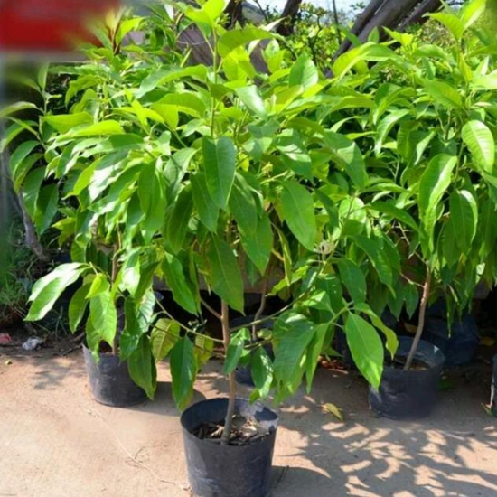 黄桷兰叶子发黄如何办，四个办法教你如何挽回