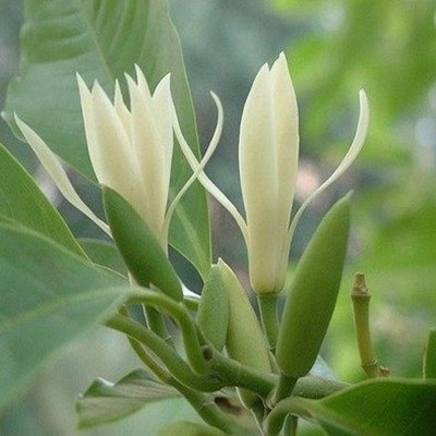 黄桷兰叶子发黄如何办，四个办法教你如何挽回