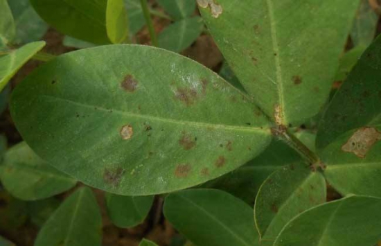 黄桷兰叶子发黄如何办，四个办法教你如何挽回