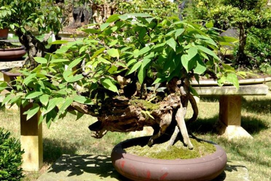 黄桷兰叶子发黄如何办，四个办法教你如何挽回