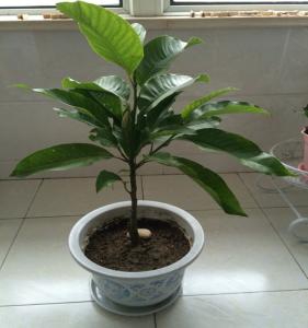 黄桷兰叶子发黄如何办，四个办法教你如何挽回