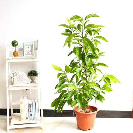 黄桷兰叶子发黄如何办，四个办法教你如何挽回