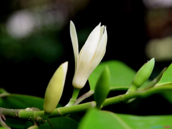 黄桷兰叶子发黄如何办，四个办法教你如何挽回