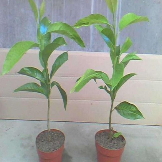 黄桷兰叶子发黄如何办，四个办法教你如何挽回