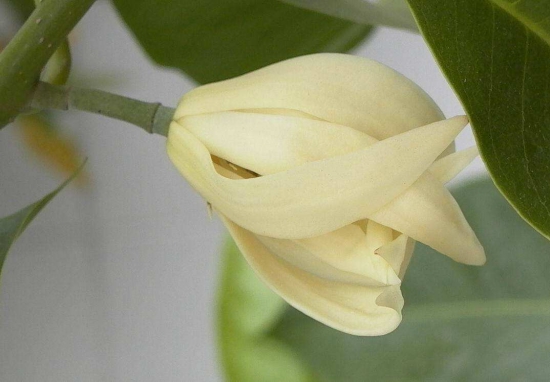 黄桷兰叶子发黄如何办，四个办法教你如何挽回