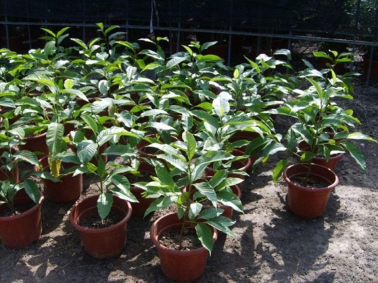 黄桷兰叶子发黄如何办，四个办法教你如何挽回