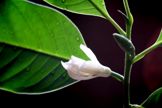 黄桷兰的养殖办法与留意事项 黄桷兰的养殖办法与留意事项:温度适宜可花开不绝