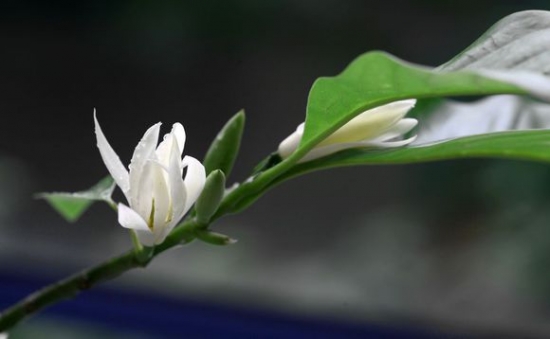 黄桷兰的养殖办法与留意事项 黄桷兰的养殖办法与留意事项:温度适宜可花开不绝