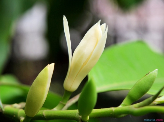 黄桷兰的养殖办法与留意事项 黄桷兰的养殖办法与留意事项:温度适宜可花开不绝