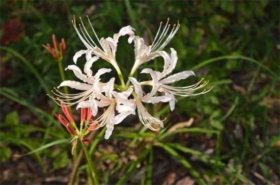 白花石蒜繁殖办法，详解4种白花石蒜繁殖办法