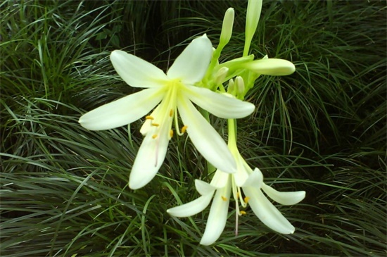 白花石蒜繁殖办法，详解4种白花石蒜繁殖办法