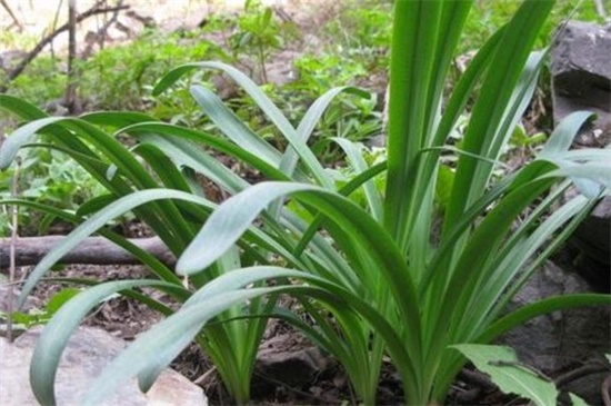 白花石蒜繁殖办法，详解4种白花石蒜繁殖办法