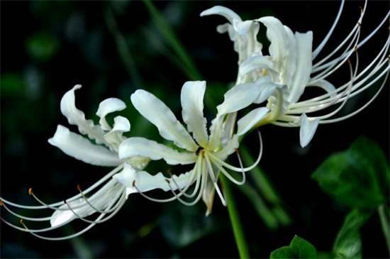 白花石蒜的花语和传说，代表无尽思念和绝望爱情