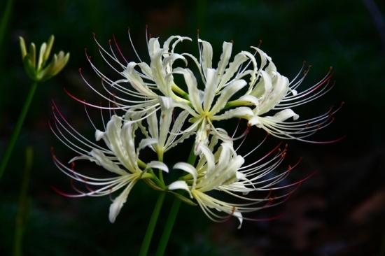 白花石蒜的养殖办法和留意事项：喜湿润耐干旱