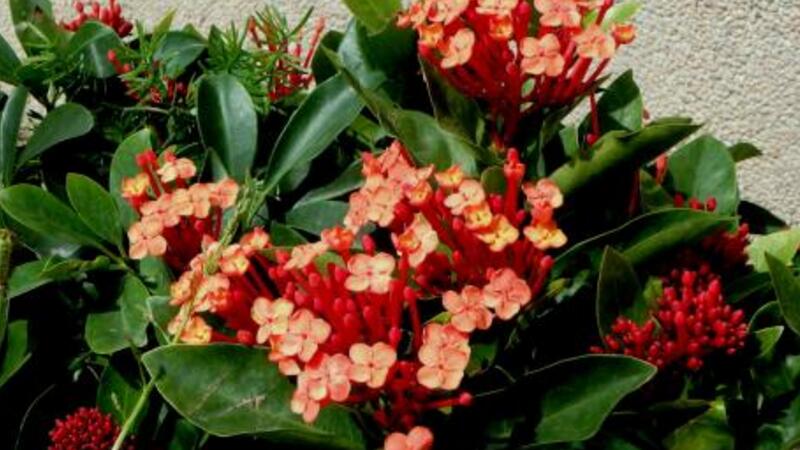 仙丹花养殖办法和留意事项