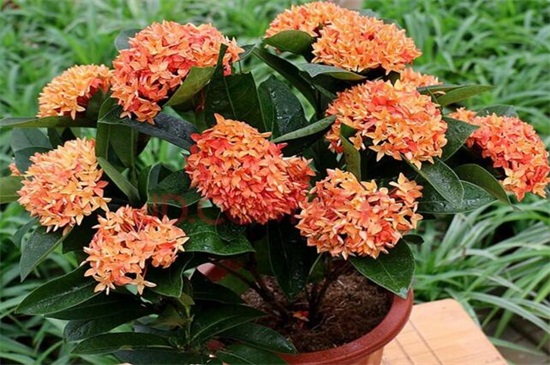 龙船花如何养,做好五个方面使龙船花生长茂盛