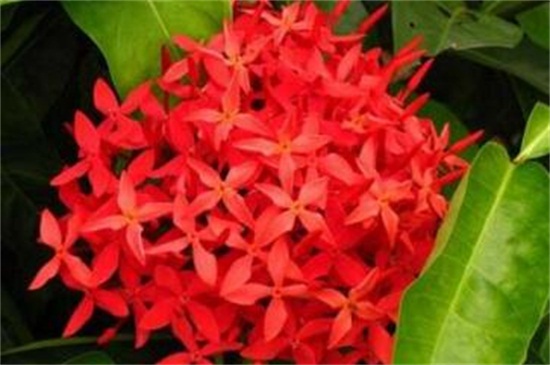 龙船花如何养,做好五个方面使龙船花生长茂盛