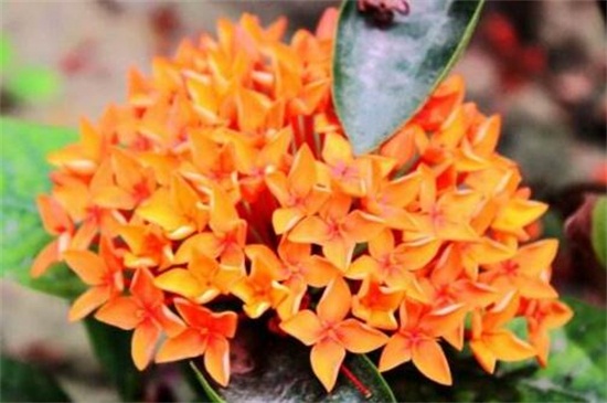 龙船花如何养,做好五个方面使龙船花生长茂盛