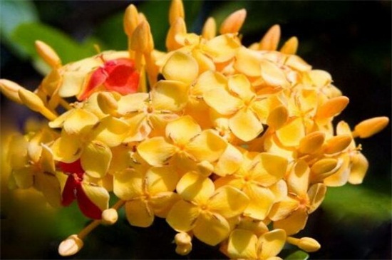 龙船花如何养,做好五个方面使龙船花生长茂盛