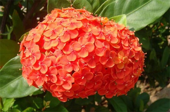 龙船花如何养,做好五个方面使龙船花生长茂盛