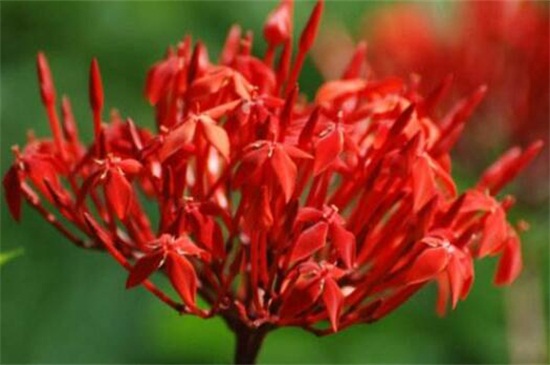 龙船花如何养,做好五个方面使龙船花生长茂盛