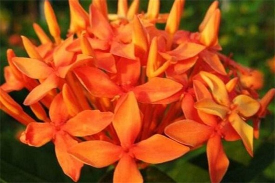 龙船花如何养,做好五个方面使龙船花生长茂盛