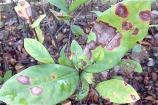 龙船花如何养,做好五个方面使龙船花生长茂盛