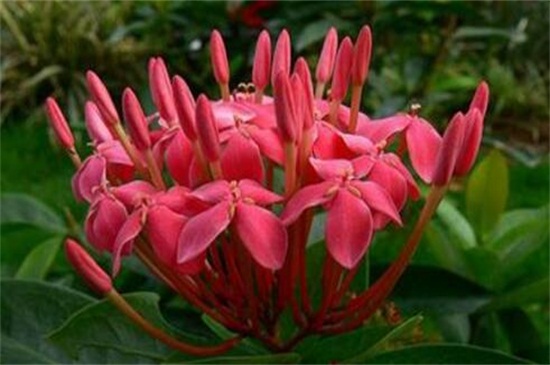 龙船花如何养,做好五个方面使龙船花生长茂盛