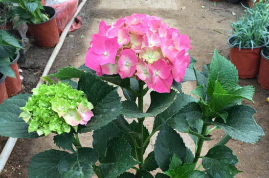 龙船花和绣球花的区别，花叶株型的三大不同点