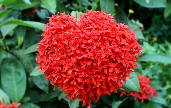 龙船花的养殖办法和留意事项：扦插繁殖，喜温暖湿润