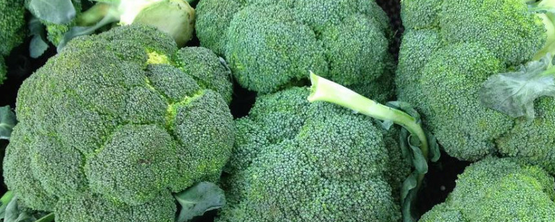 西兰花如何打侧芽