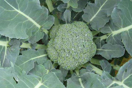 西兰花如何打侧芽